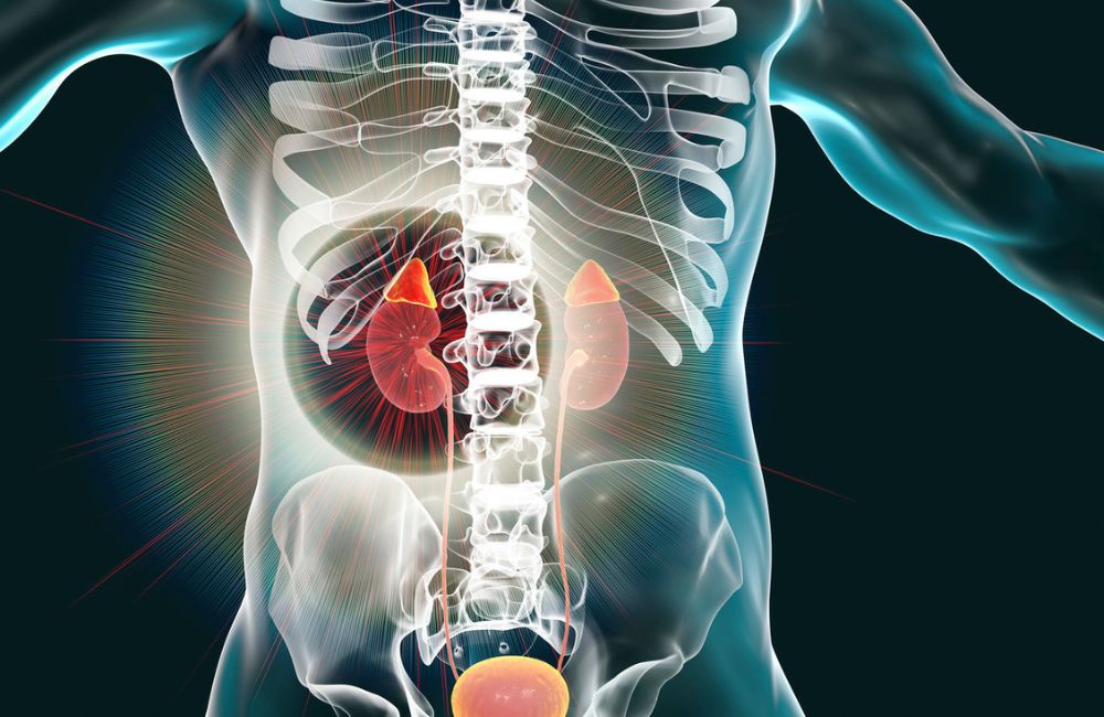 Kidney and adrenal glands highlighted inside human body, 3D illustration